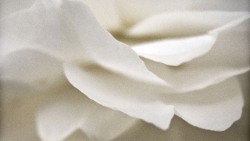 Camellia Petals