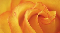 Yellow Rose