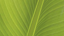Leaf Veins