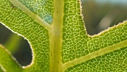 Sunlight Through Leaf