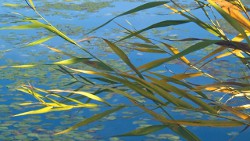 Water and Grass - Edge of the Marsh - Laker Maria