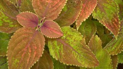 Coleus